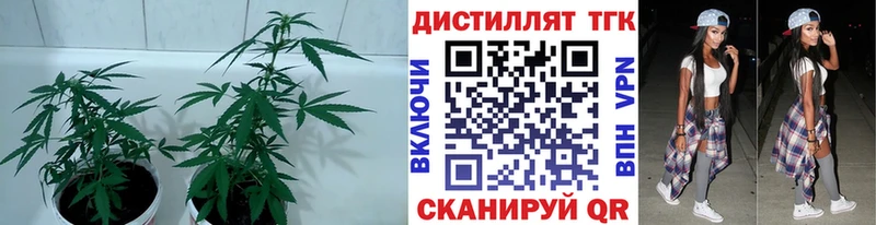 Купить  Салаир  ТГК THC oil 