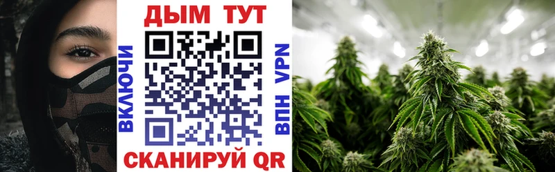Купить где  Салаир  Бошки марихуана Ganja 